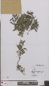  ( - L 0896719)  @11 [ ] CreativeCommons - Attribution Non-Commercial Share-Alike (2012) Naturalis Biodiversity center Naturalis Biodiversity center