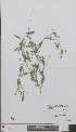  (Lathyrus hirsutus - L 0896720)  @11 [ ] CreativeCommons - Attribution Non-Commercial Share-Alike (2012) Naturalis Biodiversity center Naturalis Biodiversity center