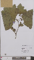  ( - L 0896744)  @11 [ ] CreativeCommons - Attribution Non-Commercial Share-Alike (2012) Naturalis Biodiversity center Naturalis Biodiversity center