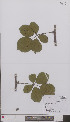  ( - L 0896745)  @11 [ ] CreativeCommons - Attribution Non-Commercial Share-Alike (2012) Naturalis Biodiversity center Naturalis Biodiversity center