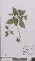  (Galeopsis speciosa - L 0896761)  @11 [ ] CreativeCommons - Attribution Non-Commercial Share-Alike (2012) Naturalis Biodiversity center Naturalis Biodiversity center