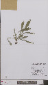  (Hieracium praealtum - L 0896763)  @11 [ ] CreativeCommons - Attribution Non-Commercial Share-Alike (2012) Naturalis Biodiversity center Naturalis Biodiversity center