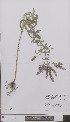  ( - L 0896780)  @11 [ ] CreativeCommons - Attribution Non-Commercial Share-Alike (2012) Naturalis Biodiversity center Naturalis Biodiversity center