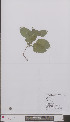  ( - L 0896789)  @11 [ ] CreativeCommons - Attribution Non-Commercial Share-Alike (2012) Naturalis Biodiversity center Naturalis Biodiversity center