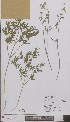  ( - L 0896805)  @11 [ ] CreativeCommons - Attribution Non-Commercial Share-Alike (2012) Naturalis Biodiversity center Naturalis Biodiversity center
