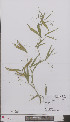  ( - L 0896949)  @11 [ ] CreativeCommons - Attribution Non-Commercial Share-Alike (2012) Naturalis Biodiversity center Naturalis Biodiversity center
