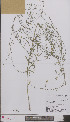  ( - L 0897035)  @11 [ ] CreativeCommons - Attribution Non-Commercial Share-Alike (2012) Naturalis Biodiversity center Naturalis Biodiversity center