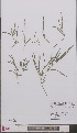  ( - L 0897059)  @11 [ ] CreativeCommons - Attribution Non-Commercial Share-Alike (2012) Naturalis Biodiversity center Naturalis Biodiversity center