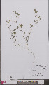  ( - L 0897061)  @11 [ ] CreativeCommons - Attribution Non-Commercial Share-Alike (2012) Naturalis Biodiversity center Naturalis Biodiversity center