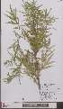  (Artemisia verlotiorum - L 0897064)  @11 [ ] CreativeCommons - Attribution Non-Commercial Share-Alike (2012) Naturalis Biodiversity center Naturalis Biodiversity center