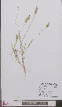  ( - L 0897156)  @11 [ ] CreativeCommons - Attribution Non-Commercial Share-Alike (2012) Naturalis Biodiversity center Naturalis Biodiversity center