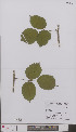  (Rubus erinulus - L 0896241)  @11 [ ] CreativeCommons - Attribution Non-Commercial Share-Alike (2012) Naturalis Biodiversity center Naturalis Biodiversity center
