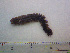  (Neanthes fucata - RMNH.5012735)  @11 [ ] CreativeCommons - Attribution Non-Commercial Share-Alike (2013) Naturalis Biodiversity Center Naturalis Biodiversity Center