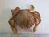  ( - RMNH.5012746)  @11 [ ] CreativeCommons - Attribution Non-Commercial Share-Alike (2013) Naturalis Biodiversity Center Naturalis Biodiversity Center