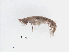  ( - RMNH.5012799)  @11 [ ] CreativeCommons - Attribution Non-Commercial Share-Alike (2013) Naturalis Biodiversity Center Naturalis Biodiversity Center