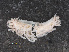  ( - RMNH.5012846)  @11 [ ] CreativeCommons - Attribution Non-Commercial Share-Alike (2013) Naturalis Biodiversity Center Naturalis Biodiversity Center