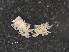  ( - RMNH.5012847)  @13 [ ] CreativeCommons - Attribution Non-Commercial Share-Alike (2013) Naturalis Biodiversity Center Naturalis Biodiversity Center