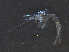  ( - RMNH.5013154)  @11 [ ] CreativeCommons - Attribution Non-Commercial Share-Alike (2013) Naturalis Biodiversity Center Naturalis Biodiversity Center