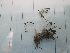  ( - RMNH.5013240)  @11 [ ] CreativeCommons - Attribution Non-Commercial Share-Alike (2013) Naturalis Biodiversity Center Naturalis Biodiversity Center