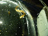  ( - RMNH.5013243)  @11 [ ] CreativeCommons - Attribution Non-Commercial Share-Alike (2013) Naturalis Biodiversity Center Naturalis Biodiversity Center