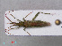  ( - RMNH.INS.536763)  @14 [ ] CreativeCommons - Attribution Non-Commercial Share-Alike (2013) Unspecified Naturalis Biodiversity Center