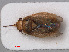  ( - RMNH.INS.536822)  @11 [ ] CreativeCommons - Attribution Non-Commercial Share-Alike (2013) Unspecified Naturalis Biodiversity Center