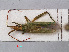  ( - RMNH.INS.536829)  @14 [ ] CreativeCommons - Attribution Non-Commercial Share-Alike (2013) Unspecified Naturalis Biodiversity Center