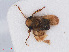  ( - RMNH.INS.536832)  @11 [ ] CreativeCommons - Attribution Non-Commercial Share-Alike (2013) Unspecified Naturalis Biodiversity Center