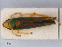  ( - RMNH.INS.541978)  @12 [ ] CreativeCommons - Attribution Non-Commercial Share-Alike (2013) Unspecified Naturalis Biodiversity Center