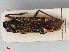 (Miris - RMNH.INS.542004)  @13 [ ] CreativeCommons - Attribution Non-Commercial Share-Alike (2013) Unspecified Naturalis Biodiversity Center