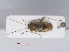  ( - RMNH.INS.542054)  @13 [ ] CreativeCommons - Attribution Non-Commercial Share-Alike (2013) Unspecified Naturalis Biodiversity Center