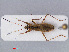  ( - RMNH.INS.544907)  @13 [ ] CreativeCommons - Attribution Non-Commercial Share-Alike (2013) Unspecified Naturalis Biodiversity Center