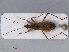  ( - RMNH.INS.544908)  @13 [ ] CreativeCommons - Attribution Non-Commercial Share-Alike (2013) Unspecified Naturalis Biodiversity Center