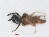  (Loricula elegantula - RMNH.INS.544925)  @12 [ ] CreativeCommons - Attribution Non-Commercial Share-Alike (2013) Unspecified Naturalis Biodiversity Center