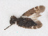  ( - RMNH.INS.544947)  @11 [ ] CreativeCommons - Attribution Non-Commercial Share-Alike (2013) Unspecified Naturalis Biodiversity Center