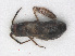  ( - RMNH.INS.544978)  @11 [ ] CreativeCommons - Attribution Non-Commercial Share-Alike (2013) Unspecified Naturalis Biodiversity Center