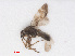  ( - RMNH.INS.544979)  @12 [ ] CreativeCommons - Attribution Non-Commercial Share-Alike (2013) Unspecified Naturalis Biodiversity Center