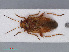  ( - RMNH.INS.545040)  @13 [ ] CreativeCommons - Attribution Non-Commercial Share-Alike (2013) Unspecified Naturalis Biodiversity Center