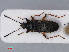  ( - RMNH.INS.545044)  @13 [ ] CreativeCommons - Attribution Non-Commercial Share-Alike (2013) Unspecified Naturalis Biodiversity Center