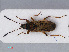  ( - RMNH.INS.545053)  @13 [ ] CreativeCommons - Attribution Non-Commercial Share-Alike (2013) Unspecified Naturalis Biodiversity Center