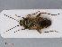  (Lygus maritimus - RMNH.INS.545071)  @13 [ ] CreativeCommons - Attribution Non-Commercial Share-Alike (2013) Unspecified Naturalis Biodiversity Center