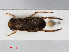 ( - RMNH.INS.545088)  @11 [ ] CreativeCommons - Attribution Non-Commercial Share-Alike (2013) Unspecified Naturalis Biodiversity Center