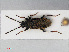  (Peritrechus geniculatus - RMNH.INS.545098)  @13 [ ] CreativeCommons - Attribution Non-Commercial Share-Alike (2013) Unspecified Naturalis Biodiversity Center