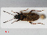  ( - RMNH.INS.545101)  @13 [ ] CreativeCommons - Attribution Non-Commercial Share-Alike (2013) Unspecified Naturalis Biodiversity Center