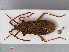  ( - RMNH.INS.545110)  @14 [ ] CreativeCommons - Attribution Non-Commercial Share-Alike (2013) Unspecified Naturalis Biodiversity Center