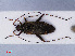  (Closterotomus fulvomaculatus - RMNH.INS.545133)  @13 [ ] CreativeCommons - Attribution Non-Commercial Share-Alike (2013) Unspecified Naturalis Biodiversity Center