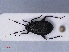 (Capsus - RMNH.INS.545167)  @14 [ ] CreativeCommons - Attribution Non-Commercial Share-Alike (2013) Unspecified Naturalis Biodiversity Center