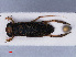  ( - RMNH.INS.545847)  @13 [ ] CreativeCommons - Attribution Non-Commercial Share-Alike (2013) Unspecified Naturalis Biodiversity Center