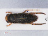  ( - RMNH.INS.545890)  @13 [ ] CreativeCommons - Attribution Non-Commercial Share-Alike (2013) Unspecified Naturalis Biodiversity Center