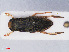  (Arctocorisa - RMNH.INS.545891)  @13 [ ] CreativeCommons - Attribution Non-Commercial Share-Alike (2013) Unspecified Naturalis Biodiversity Center